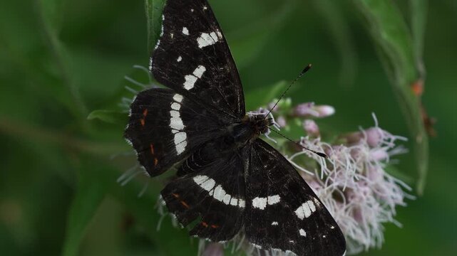 Close-up of a foraging map butterfly (Araschnia levana)