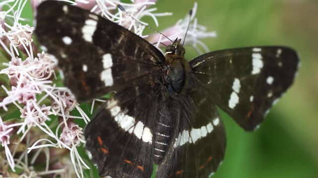 Close-up of a foraging map butterfly (Araschnia levana) on a pink flower.