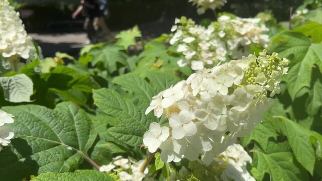 風に揺れるカシワバアジサイ
