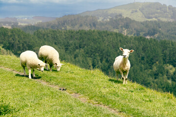 Fototapeta premium Sheep Grazing Hillside Pasture Above Forested Valley