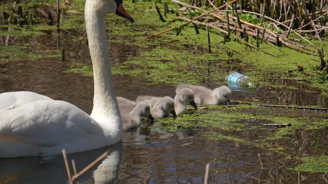 A cinematic close-up shot of fuzzy grey cygnets feeding on duckweed in water under the supervision of an adult mute swan.
