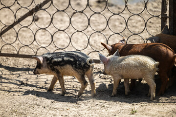 Several small piglets with coarse hair including one black and white striped and one light colored walk along the dry dirt ground next to a patterned metal fence inside an outdoor enclosure © Sodel Vladyslav