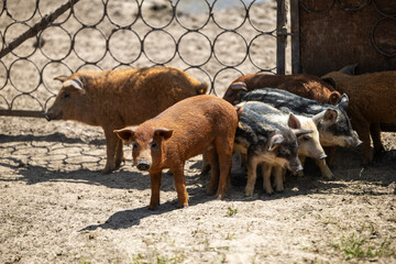 Young red and striped piglets stand together inside an outdoor dirt enclosure on a sunny day with a metal fence patterned with interlocking circles in the background of a rustic farm pen © Sodel Vladyslav