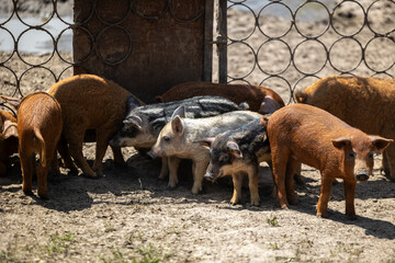 A group of young piglets with curly hair of various colors including brown and striped stand together in a dry dirt enclosure next to a metal fence on an agricultural farm under sunlight © Sodel Vladyslav