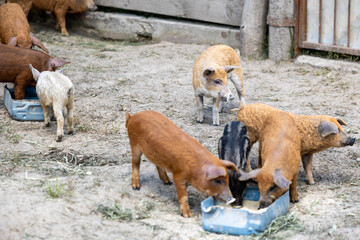 Several domesticated young curly-haired and brown piglets stand in a dirt outdoor enclosure eating feed from blue plastic troughs in front of a wooden fence on an agricultural farm during the day © Sodel Vladyslav