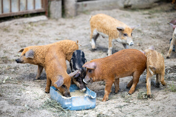 Several young curly-haired mangalica piglets with reddish and dark striped coats eat feed from a blue plastic trough on the dry sandy ground of an outdoor enclosure © Sodel Vladyslav
