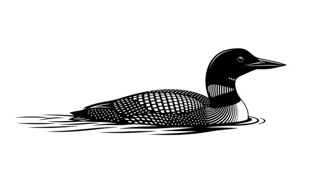 Common loon swimming on lake water black white illustration