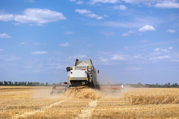 Fototapeta premium An agricultural combine harvester drives through a golden wheat field during the annual summer harvest season, cutting dry stalks and kicking up a cloud of dust under a blue sky with white clouds