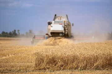 Fototapeta premium A combine harvester operates in a golden wheat field during the summer harvest, kicking up a cloud of dust as it cuts and processes the crop under a clear sky in an agricultural landscape