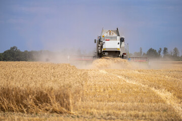 Fototapeta premium A large combine harvester operates in a wheat field during the seasonal harvest, cutting ripe grain crops and generating a dense cloud of dust while processing the agricultural grain yield