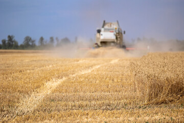 Fototapeta premium A combine harvester operates in a wide golden agricultural field during the annual summer harvest season while a large cloud of dust rises from the heavy machinery cutting ripe wheat crops