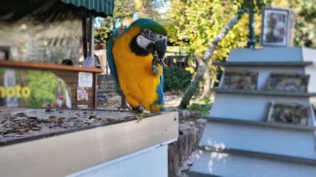 Blue and gold macaw parrot perched on ledge eating seeds in outdoor tourist park in antalya turkey.