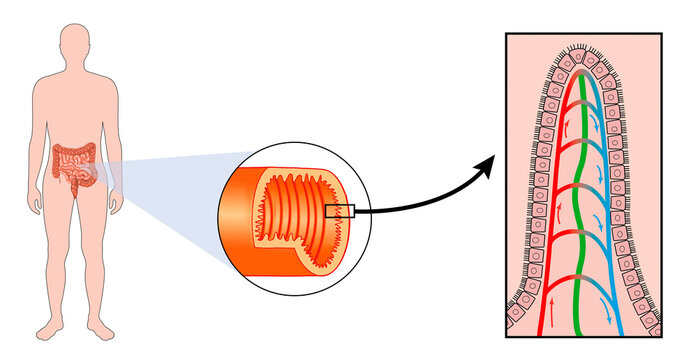 Anatomical structure of the small intestine and zoom on an intestinal villus.