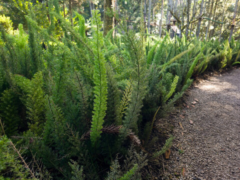 Foxtail fern plants growing along