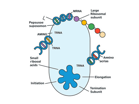 Detailed illustration of ribosome structure and protein synthesis process