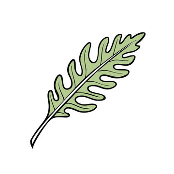 Stylized green oak leaf illustration with dark outline and pointed lobes on white background