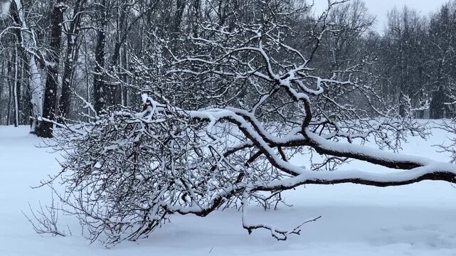 Close-up of dark tree branches heavily coated in fresh white snow. Serene winter nature detail in a quiet frozen park or forest.