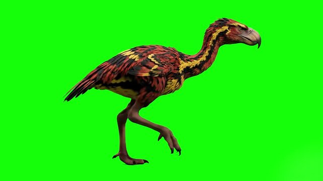 A vibrant multi-colored phorusrhacid, or terror bird, walks in a loop across a solid green chroma key background for visual effects. This animation is perfect for historical documentaries or fantasy f