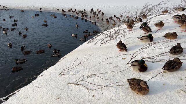 Large flock of mallard ducks resting on a white snowy riverbank and swimming in dark cold water during winter. Wild birds in natural habitat.