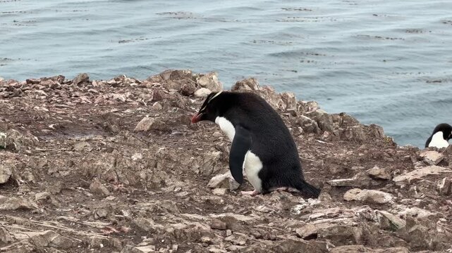 Rockhopper Penguin in the Falkland Islands Hops and Jumps in Penguin Colony Bright Day with Ocean Water Behind Him. Cute Adorable Wildlife.