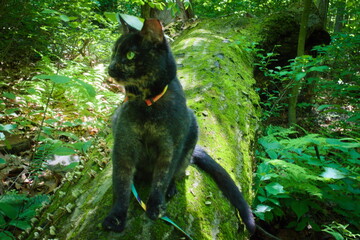 Tortoiseshell Aventure Cat on a Log © Jess