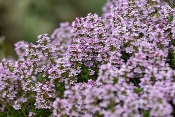 Obraz premium Creeping thyme (thymus serpyllum) flowers in bloom