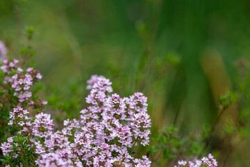 Obraz premium Creeping thyme (thymus serpyllum) flowers in bloom