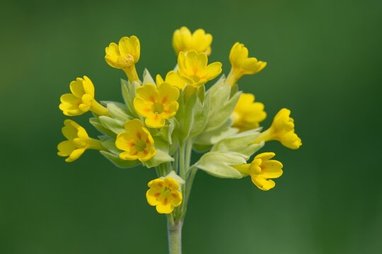 Cowslip Images  Browse 18,043 Stock Photos, Vectors, and Video | Adobe  Stock