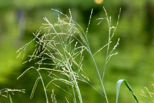 Delicate Panicum grass inflorescence with water droplets against clean green background. Minimalist macro photography.