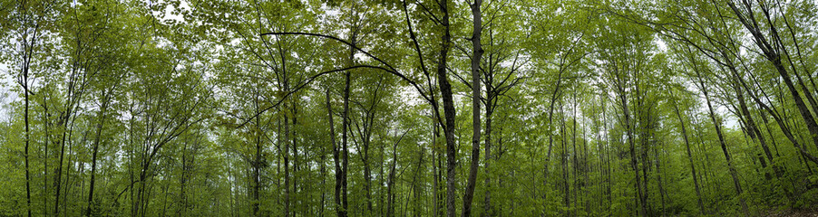 Fototapeta premium panoramique d'une forêt au printemps, Québec, Canada.