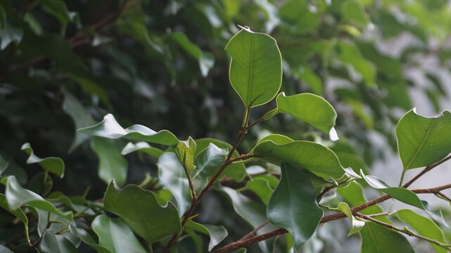 Fresh green leaves of a Banyan tree (Ficus benjamina) growing densely in a tropical garden. The image captures the vibrant foliage and natural texture of the leaves under soft daylight, perfect for na