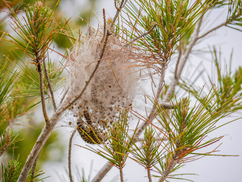 Pine Processionary Caterpillars in Silk Nest on Pine Branch - Forest Pest Close Up. Pest Monitoring and Damage.
