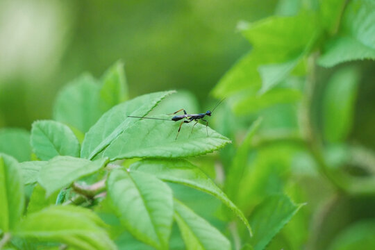 Macro close up of a female ichneumon wasp Ichneumonidae with visible ovipositor perched on a green leaf for entomology, ecology, gardening, and natural product branding