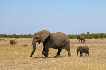 Fototapeta premium Afrikanischer Elefant / African elephant / Loxodonta africana