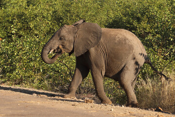 Fototapeta premium Afrikanischer Elefant / African elephant / Loxodonta africana