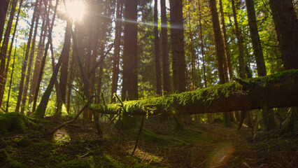 Fototapeta premium LENS FLARE: Sunbeams shine on a moss covered tree trunk lying on forest floor.
