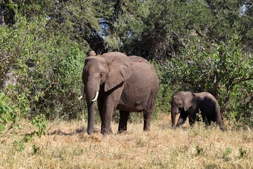 Fototapeta premium Afrikanischer Elefant / African elephant / Loxodonta africana
