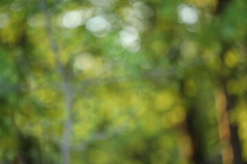 Fototapeta premium Blurred view of green trees growing in forest