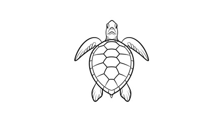 Turtle Shell Marine Reptile Animal. © Dhiyak
