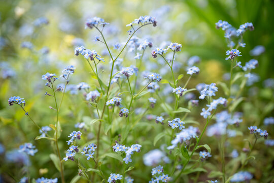 Decorative small blue wild Forget-me-not flowers blooming in spring garden on sunny day, outdoor lawn full of ornamental delicate blossoming Myosotis sylvatica flowers, spring season in nature.