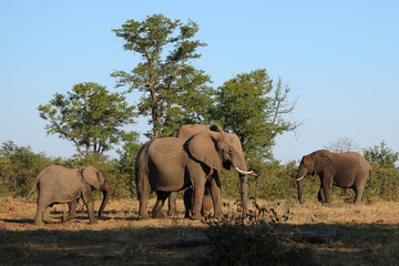 Fototapeta premium Afrikanischer Elefant / African elephant / Loxodonta africana