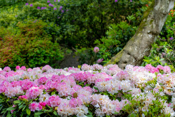 Selective focus of white purple pink flowers in the garden, President Roosevelt is a popular cultivar of Rhododendron, A large genus of species of woody plants in the heath family, Natural background. © Sarawut