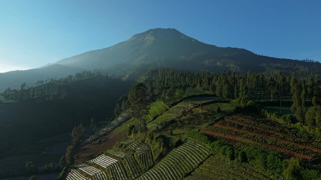 Aerial view of the lush green terraced fields of Garung with the majestic Mount Sumbing in the background under a clear blue sky in Kecamatan Kalikajar, Jawa Tengah, Indonesia.