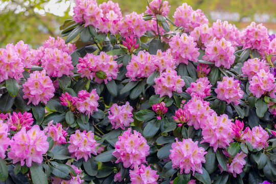 Selective focus of purple pink flowers with green leaves, President Roosevelt is a popular cultivar of Rhododendron, A large genus of species of woody plants in the heath family, Natural background.