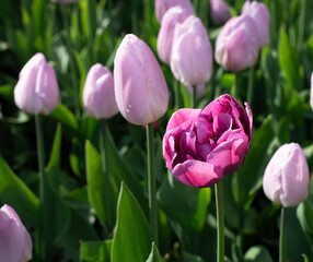 Fototapeta premium Unique Purple Tulip Standing Out From Pink Tulips Crowd