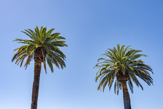 Phoenix canariensis, the Canary Island date palm, is a species of flowering plant in the palm family Arecaceae.  Las Vegas Boulevard,  Clark County, Nevada. Basin and Range Province, Mojave Desert.  n