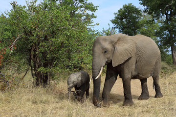 Obraz premium Afrikanischer Elefant / African elephant / Loxodonta africana
