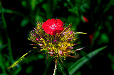 La fleur dans la fleur © alain