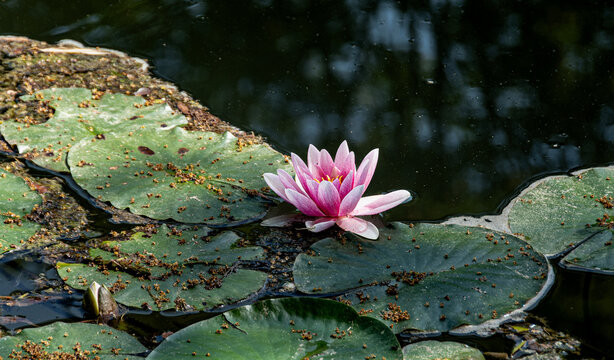 N&eacute;nuphar