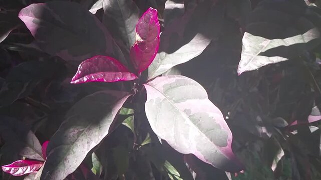 Beautiful Variegated Caricature Plant with Red and White Leaves